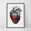 Laden Sie das Bild in den Galerie-Viewer, Heart anatomy poster