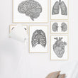 Load image into Gallery viewer, Minimalist anatomy art