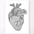 Load image into Gallery viewer, Minimalist heart anatomy print