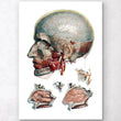 Load image into Gallery viewer, Geometric head and nose anatomy art
