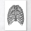 Laden Sie das Bild in den Galerie-Viewer, Minimal rib cage anatomy poster