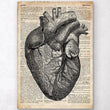 Laden Sie das Bild in den Galerie-Viewer, Heart anatomy medical art print