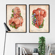 Laden Sie das Bild in den Galerie-Viewer, Muscles anatomy poster