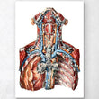 Laden Sie das Bild in den Galerie-Viewer, Neck arteries and lymphatic system anatomy art
