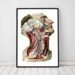 Laden Sie das Bild in den Galerie-Viewer, Geometric head, neck and face anatomy art