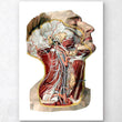 Laden Sie das Bild in den Galerie-Viewer, Geometric head, neck and face anatomy art
