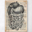 Load image into Gallery viewer, Digestive system dictionary art