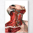 Load image into Gallery viewer, Neck anatomy art