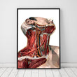 Load image into Gallery viewer, Geometric neck anatomy art medical poster
