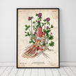 Laden Sie das Bild in den Galerie-Viewer, Floral anatomy art poster