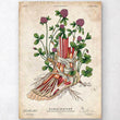 Laden Sie das Bild in den Galerie-Viewer, Floral anatomy art