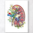 Load image into Gallery viewer, Kidney anatomy