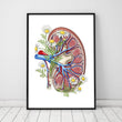 Load image into Gallery viewer, Kidney anatomy poster with flowers in a frame