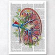 Charger l'image dans la galerie, Floral kidney anatomy - Dictionary page
