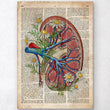 Load image into Gallery viewer, Kidney anatomy poster