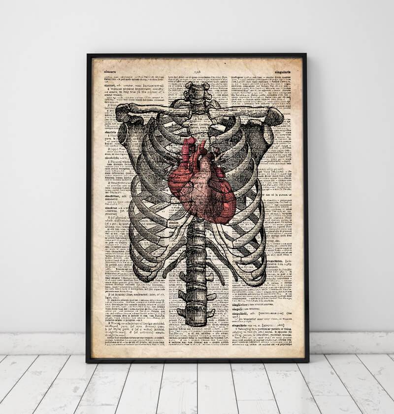 rib cage anatomy poster on dictionary page