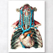 Load image into Gallery viewer, Arteries anatomy