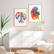 Laden Sie das Bild in den Galerie-Viewer, Anatomical kidneys poster