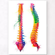 Load image into Gallery viewer, Spine anatomy art