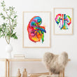 Laden Sie das Bild in den Galerie-Viewer, Kidney anatomy