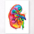 Laden Sie das Bild in den Galerie-Viewer, Right kidney anatomy