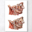 Laden Sie das Bild in den Galerie-Viewer, Anatomical art