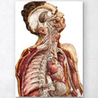 Load image into Gallery viewer, Anatomy art print