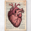 Laden Sie das Bild in den Galerie-Viewer, Anatomy of the heart