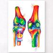 Load image into Gallery viewer, Knee anatomy