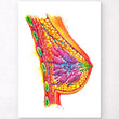 Load image into Gallery viewer, Breast anatomy art