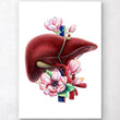 Load image into Gallery viewer, Liver anatomy