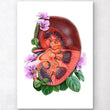 Laden Sie das Bild in den Galerie-Viewer, Kidney anatomy