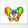 Load image into Gallery viewer, Pelvis anatomy poster