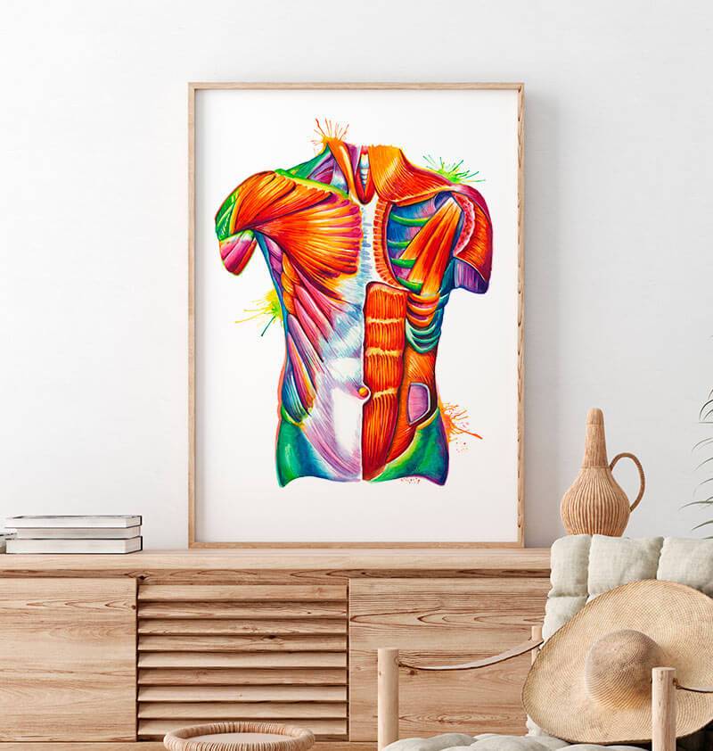 Torso Anatomy Watercolor Poster Codex Anatomicus 4571