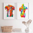 Load image into Gallery viewer, Torso muscles anatomy
