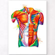 Load image into Gallery viewer, Torso anatomy