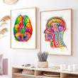 Laden Sie das Bild in den Galerie-Viewer, Head section anatomy