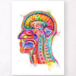 Laden Sie das Bild in den Galerie-Viewer, Kopf Abschnitt Anatomie - Aquarell
