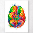 Laden Sie das Bild in den Galerie-Viewer, Brain anatomy view from the bottom with circle of willis