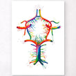 Laden Sie das Bild in den Galerie-Viewer, Circle of Willis anatomy