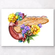 Laden Sie das Bild in den Galerie-Viewer, Pancreas anatomy