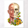 Laden Sie das Bild in den Galerie-Viewer, Facial muscles anatomy art