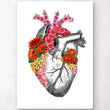 Load image into Gallery viewer, Heart anatomy