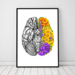 Laden Sie das Bild in den Galerie-Viewer, Brain anatomy poster