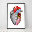 Laden Sie das Bild in den Galerie-Viewer, Anatomical heart poster