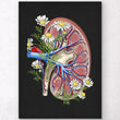 Load image into Gallery viewer, Dissected kidney anatomy