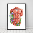 Laden Sie das Bild in den Galerie-Viewer, Male torso muscles anatomy poster