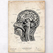 Laden Sie das Bild in den Galerie-Viewer, head section art print