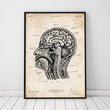 Laden Sie das Bild in den Galerie-Viewer, Vintage anatomy poster of head section by codex anatomicus