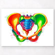 Charger l'image dans la galerie, Female pelvis anatomy poster